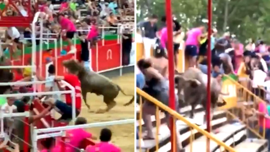 Desesperación en la plaza de Vidreres: Un toro saltó la valla y lastimó a 19 personas image Titanic 37