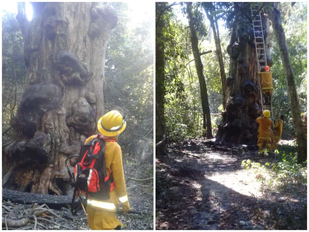 Quiso hacer una fogata para calentar agua para el mate y quemó el árbol más antiguo de Misiones image arbolmasantiguo