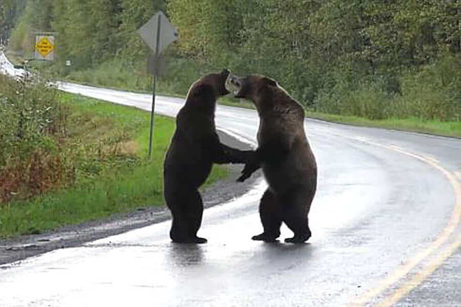 bears-fighting (1)