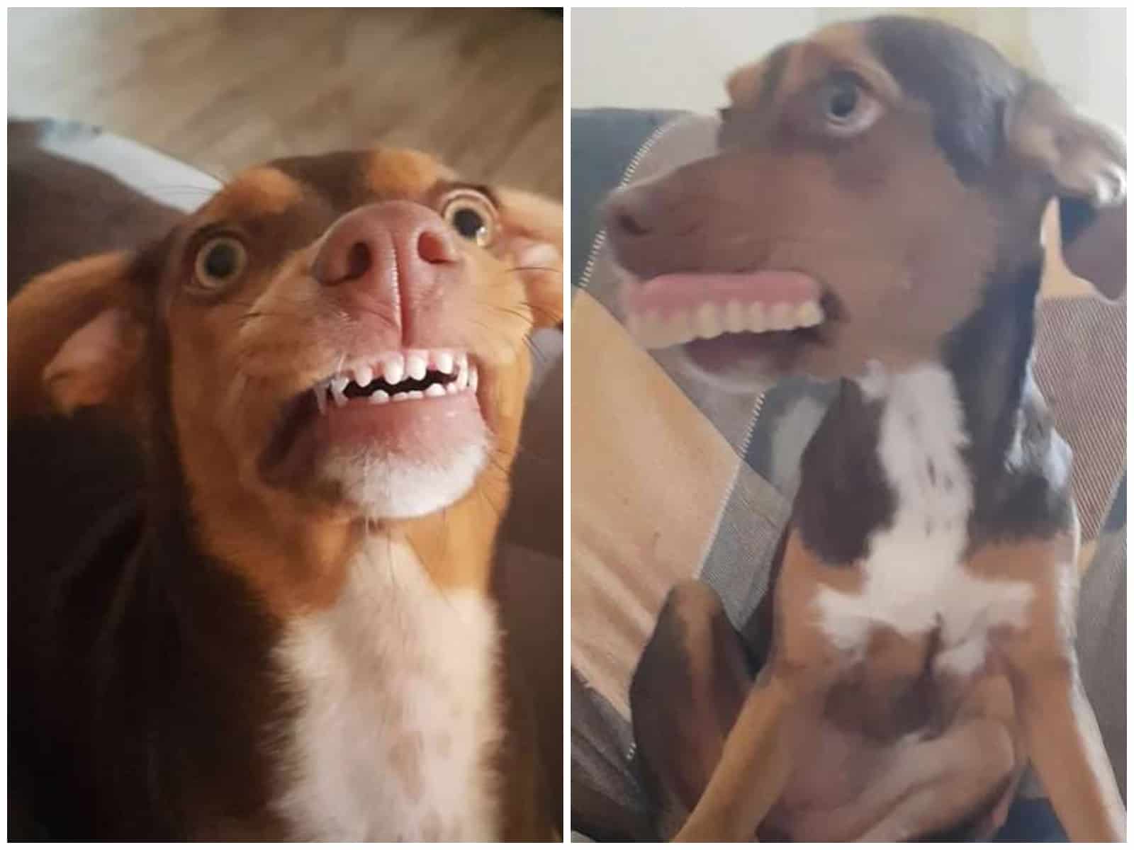 dentaduraperro