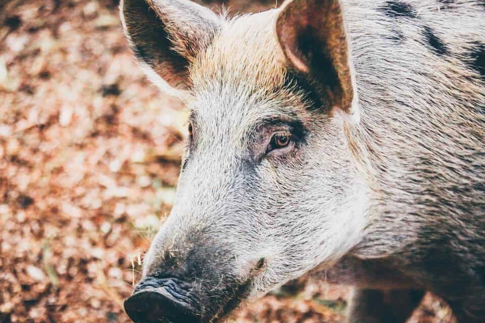 boar