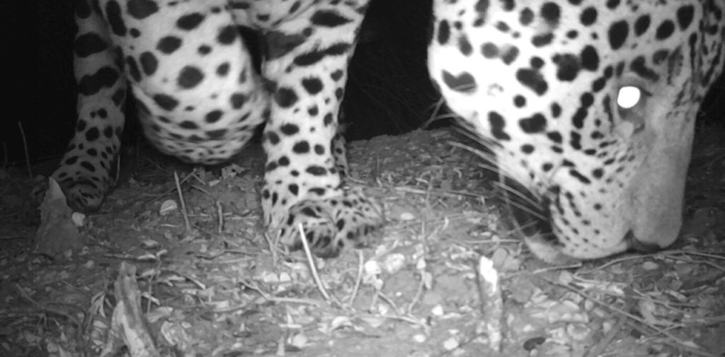 Por primera vez, logran filmar a un yaguareté en el Parque Nacional El Impenetrable image yaguarete
