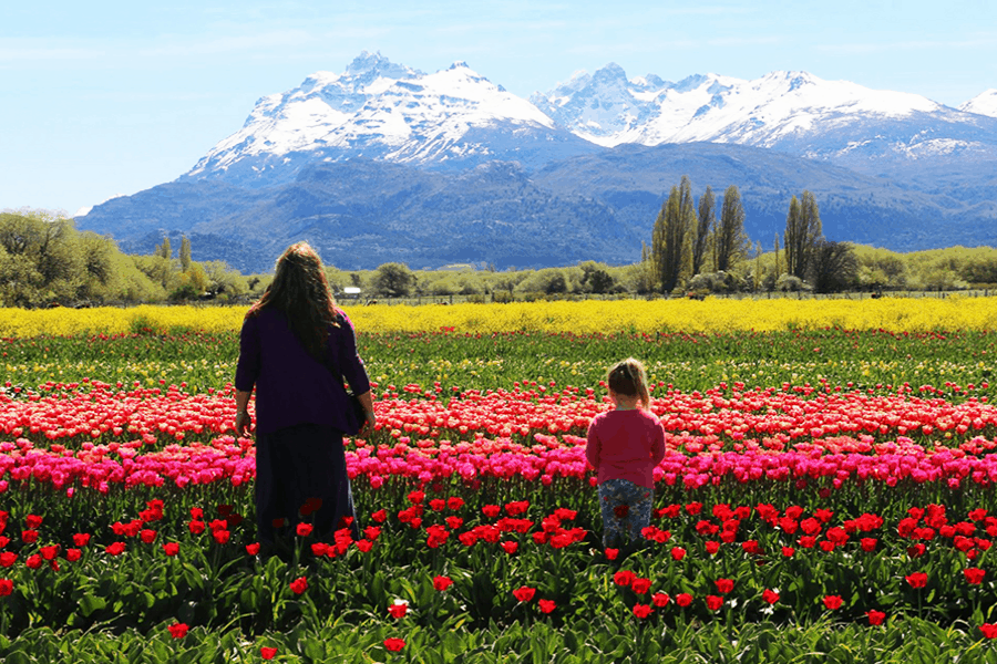 Trevelin y el encanto de los Tulipanes