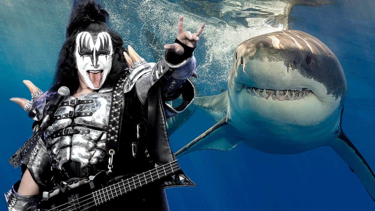 Kiss-great-white-sharks