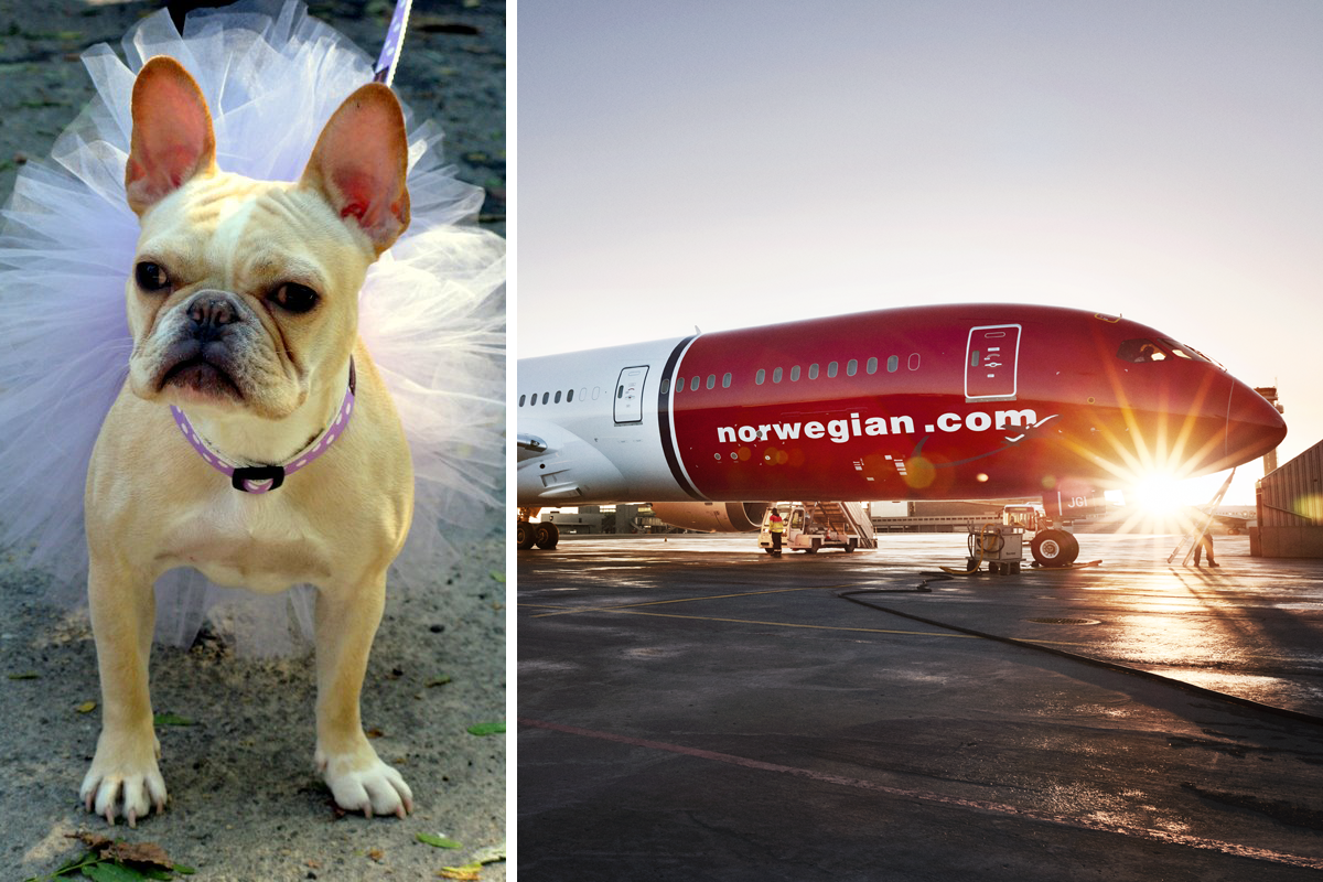 image Norwegian Tutu Bulldog