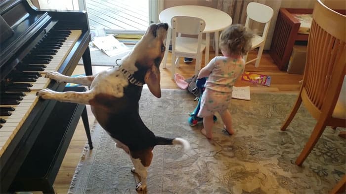 baby-dancing-dog-playing-piano-18-5d9adff83e27b__700