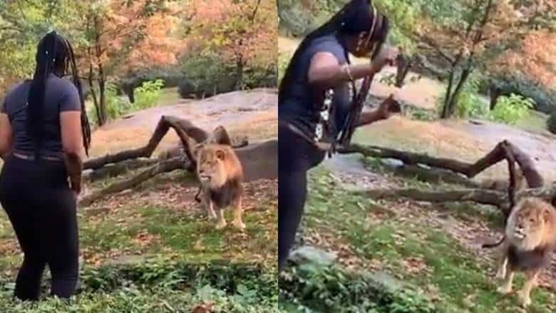 bronx-zoo-lion-woman-video