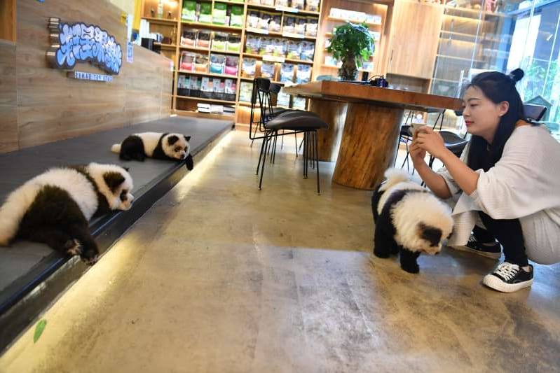 image chengdu china october 22 chow chow dogs painted as giant panda are seen at a pet cafe on october 22 41491