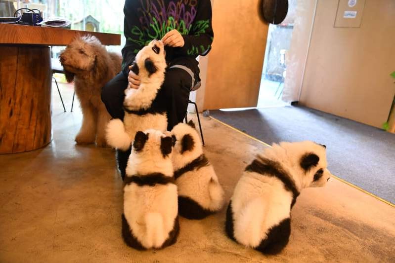 chengdu-china-october-22-chow-chow-dogs-painted-as-giant-panda-are-seen-at-a-pet-cafe-on-october-22-_867706_