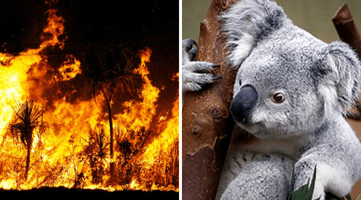 image koalas australian fires