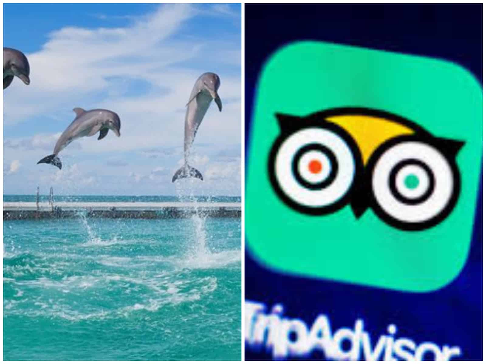 tripadvisordolphins