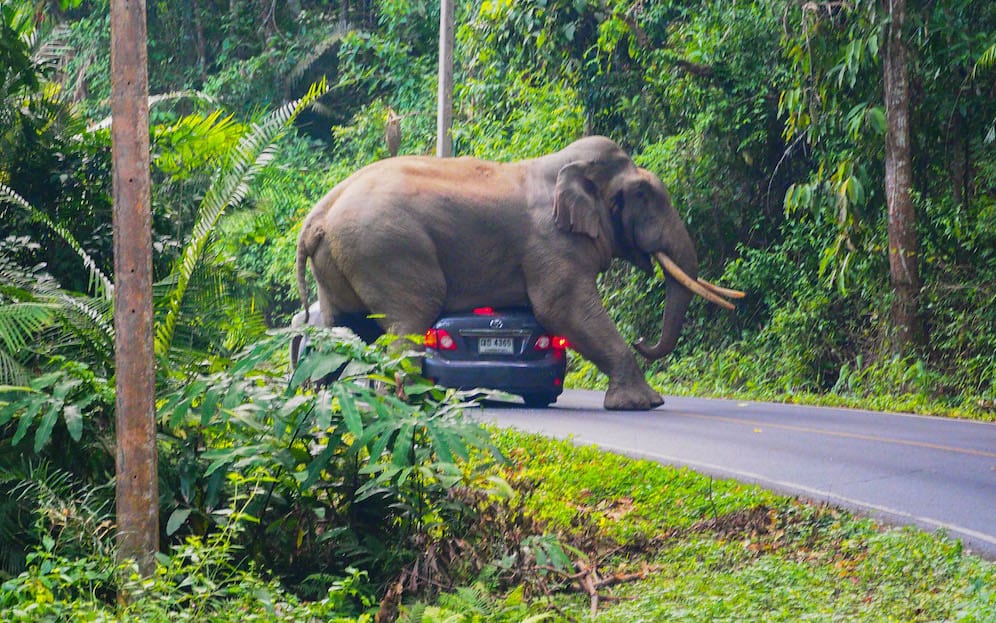 image ELEPHANTTHAILAND2 1111