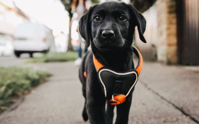 Portrait Of Black Puppy On Street