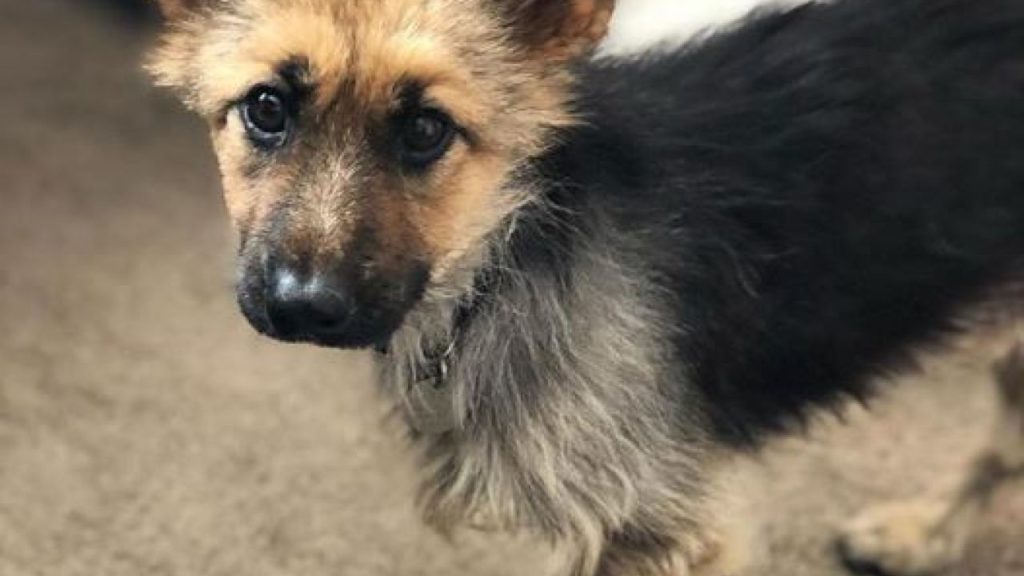 Tiene dos años pero luce como un pequeño cachorrito debido a una extraña enfermedad que padece image Ranger the dwarf shepard 1