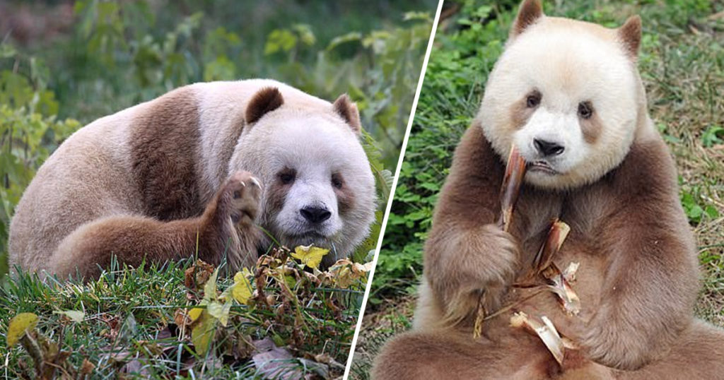 El único oso panda marrón en cautiverio del mundo fue adoptado image bullied panda