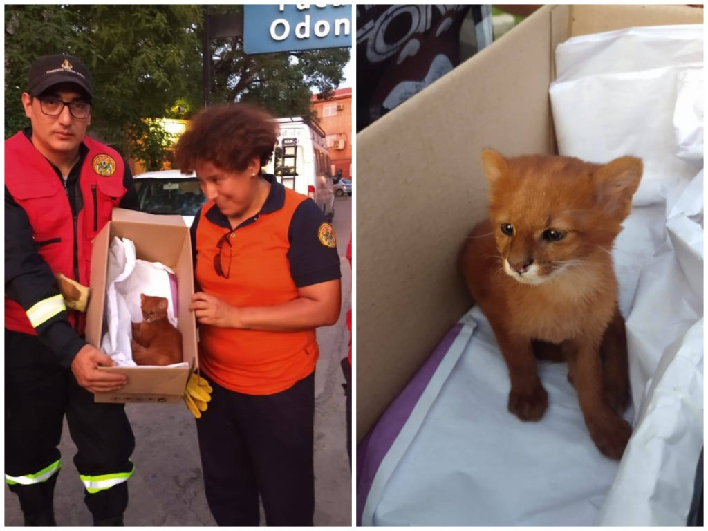 image pequeñogatito