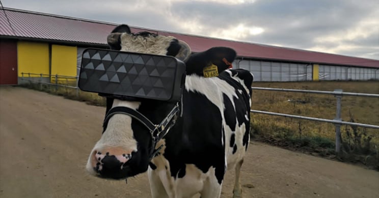 Granja rusa le pone lentes de realidad virtual a sus vacas para aumentar la producción de leche image vr cow resize md