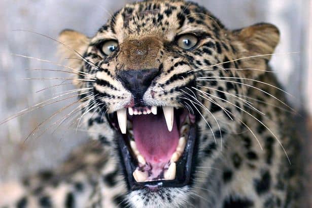 0_An-injured-common-leopard-roars-as-Pakis