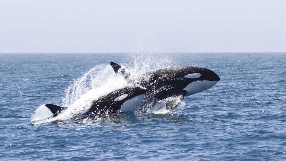 Autor: Robin Argawal