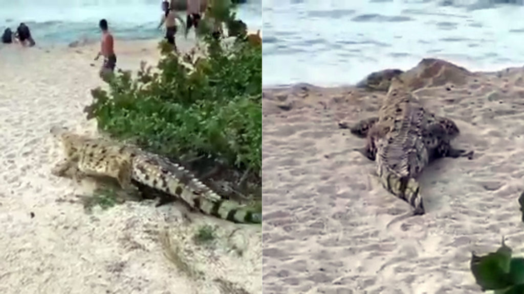 VIDEO: Pánico en una playa del Parque Tayrona por la aparición de un enorme cocodrilo entre los turistas image Caiman playa santa marta 1920