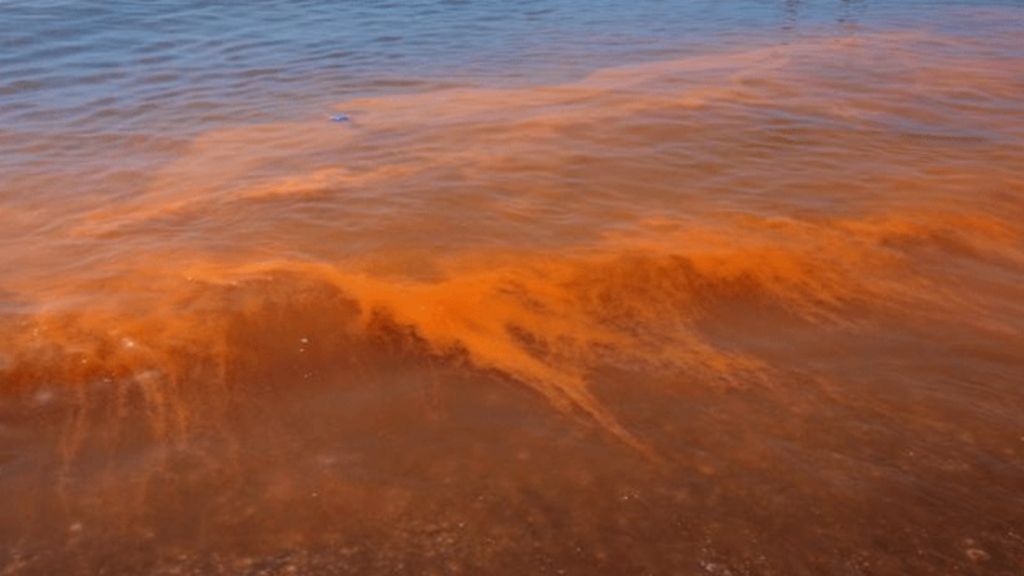 Argentina: Preocupación por la aparición de 'mareas rojas' en las costas de la Patagonia image Diseño sin título 2019 12 09T114626.683