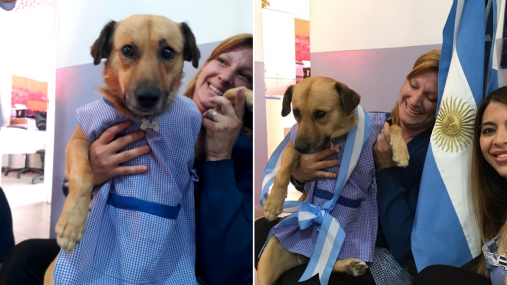 Argentina: En este jardín de infantes adoptaron un perro y lo convirtieron en alumno abanderado image Diseño sin título 2019 12 19T135140.297
