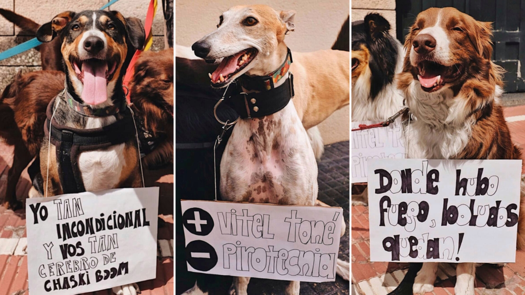 "Más vitel toné, menos pirotecnia", el tierno mensaje de mascotas en Argentina contra del uso de fuegos artificiales image Diseño sin título 2019 12 23T134152.227