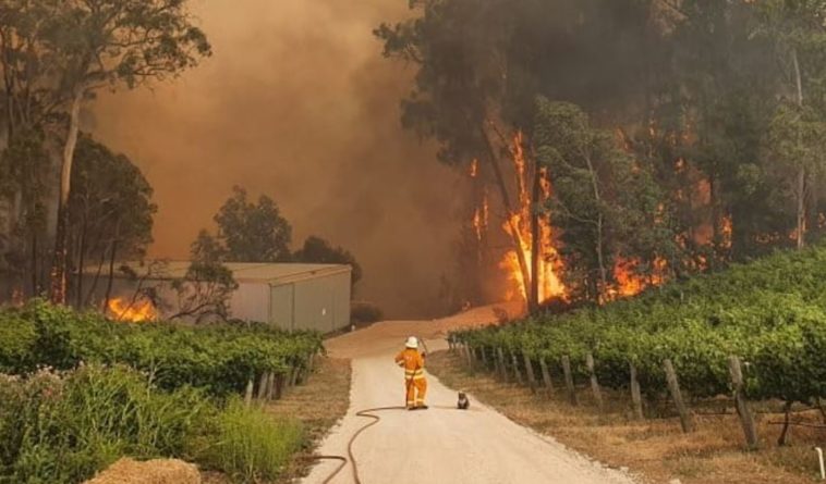 image Firefighter Koala