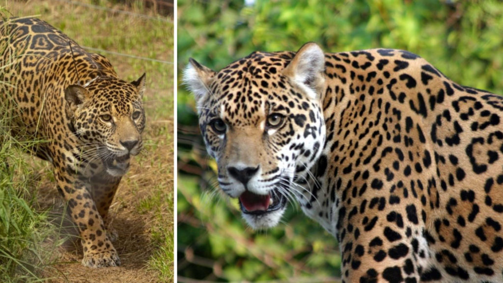5 yaguaretés fueron liberados en el Iberá después de 70 años de su desaparición image FotoJet 21