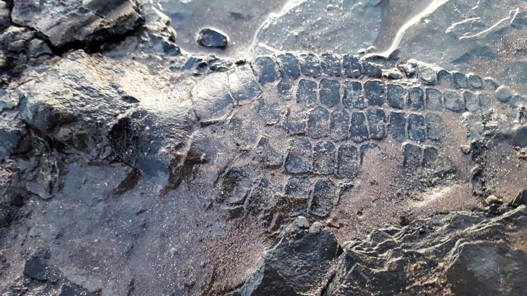 image dog finds dolphin like ichthyosaur skeleton on beach in somerset