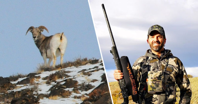 image donald trump jr kills endandgered sheep