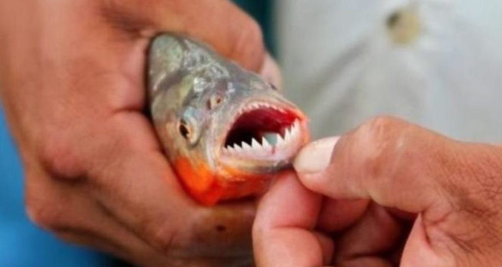 Veinte personas heridas por ataques de peces palometas en balnearios de Santa Fe (Argentina) image palometas.jpg 554688468 1200x640 1