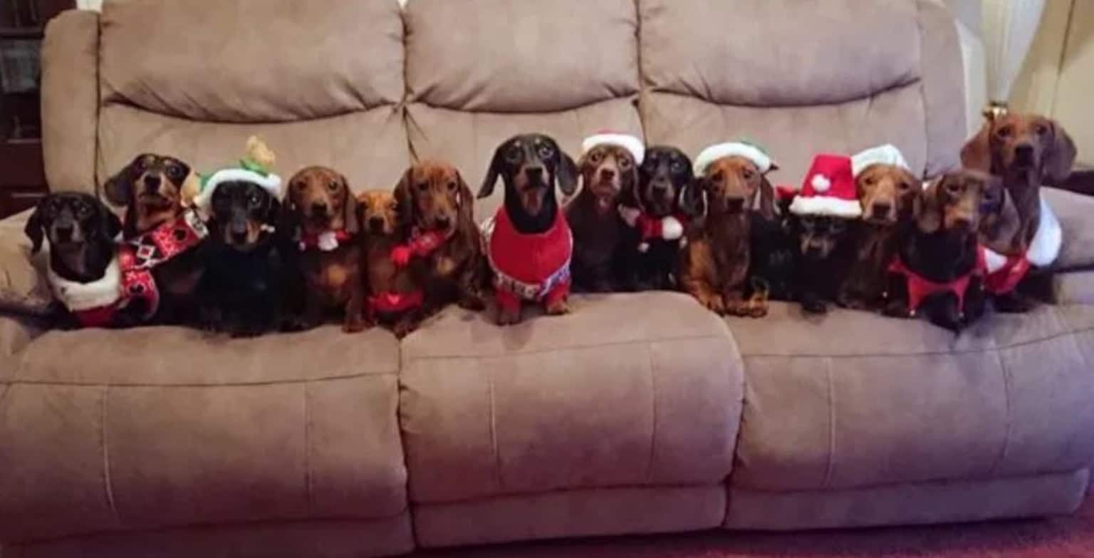 sausage_dogs_