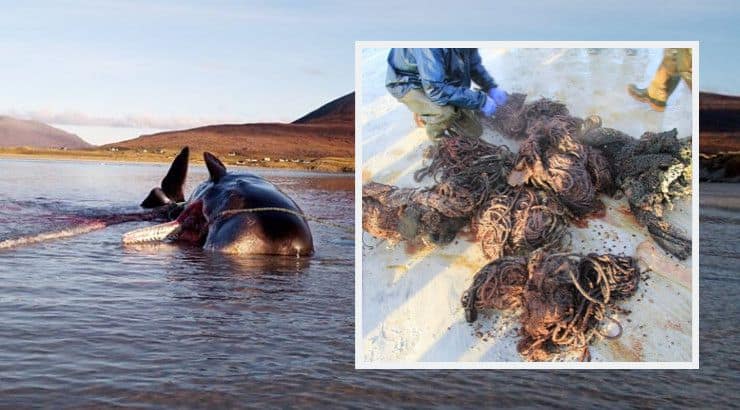 sperm-whale-trash.jpg.optimal