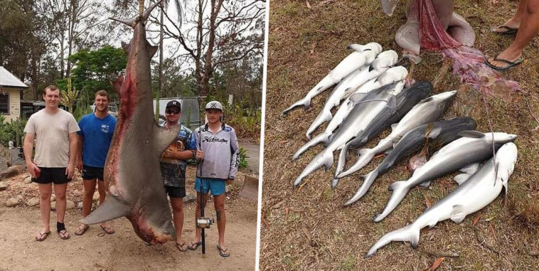 image fishermen shark babies Garry Arndell Facebook