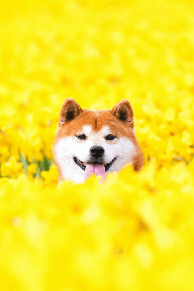 image Este perro Shiba Inu posa en campos de flores en Japón