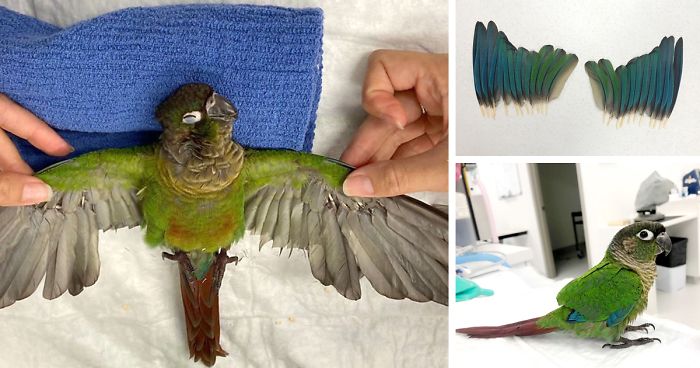 image parrot prosthetic wings veterinarian catherine apuli fb5 png 700