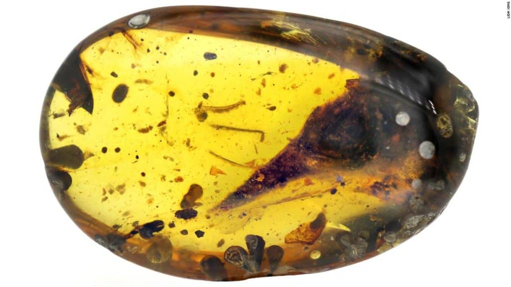 image 200310112538 03 dinosaur bird head skull amber super tease