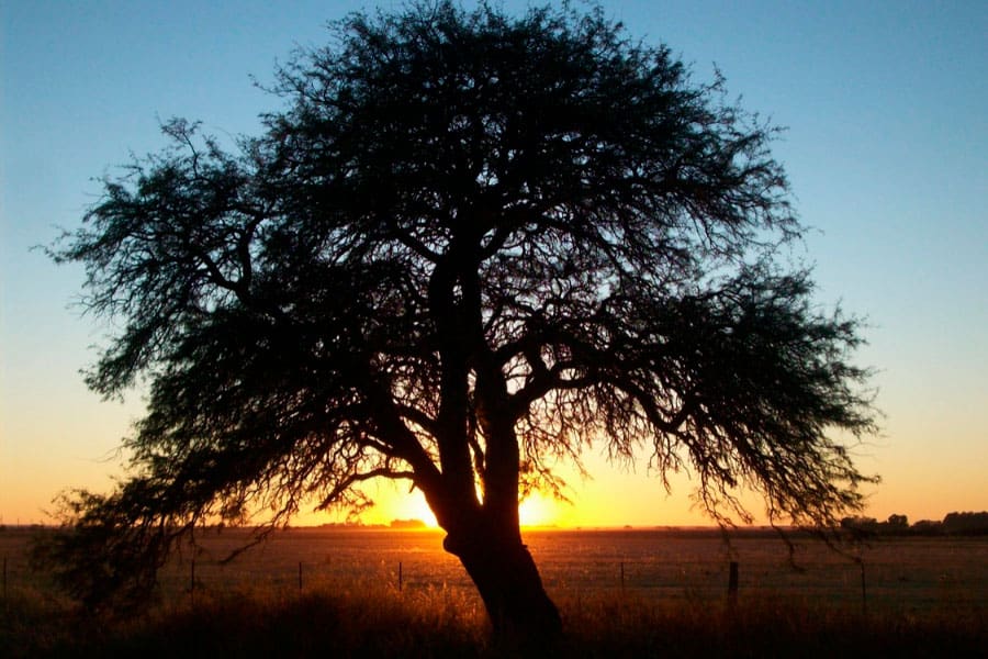 image Argentina trabaja en la creación de un nuevo Parque Nacional en La Pampa