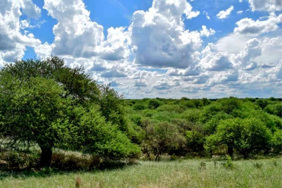 image Bosque El Caldén en La Pampa