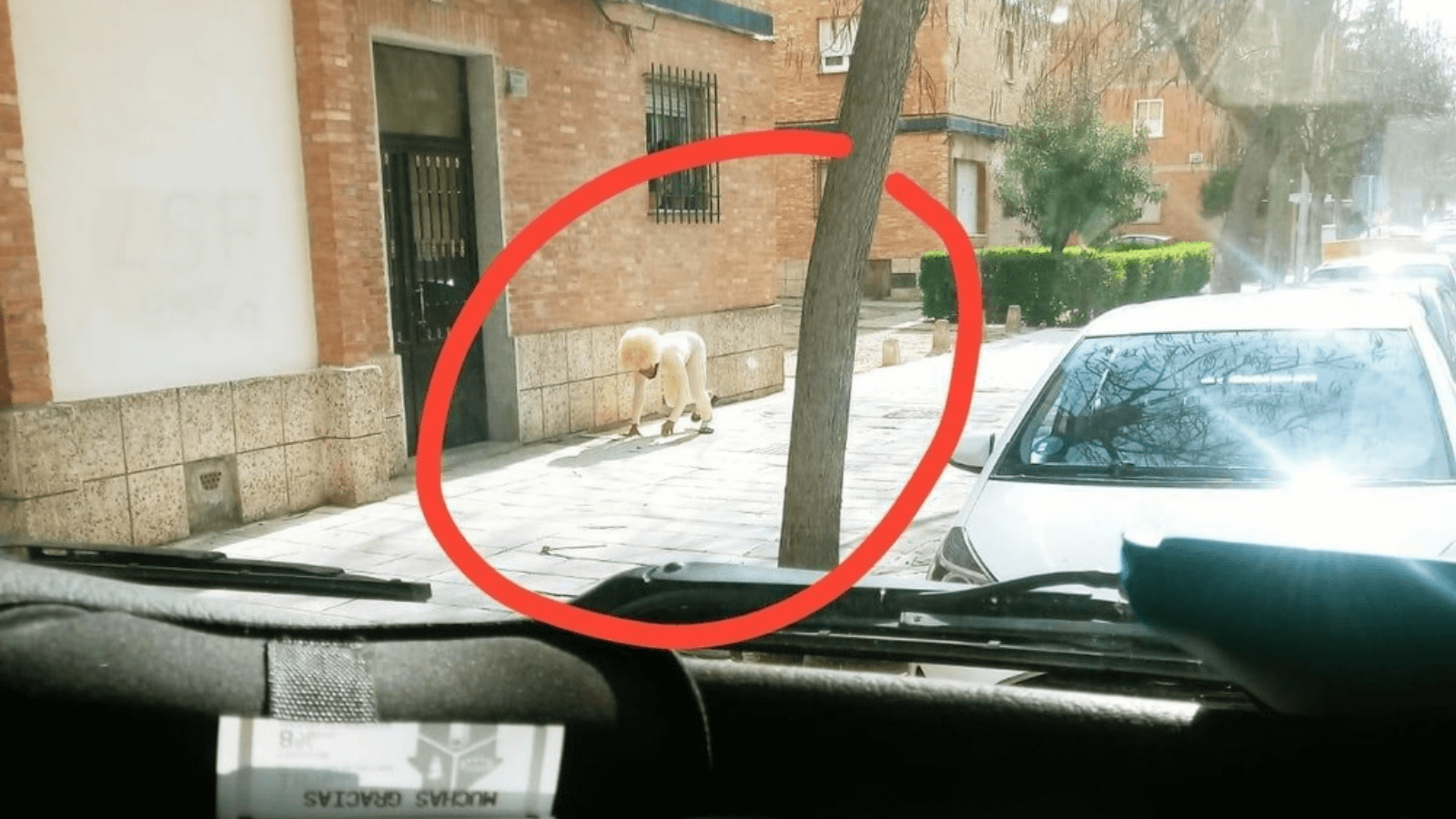 España Polémica en Toledo por un hombre que se disfrazó de perro para andar en la calle durante la cuarentena 0