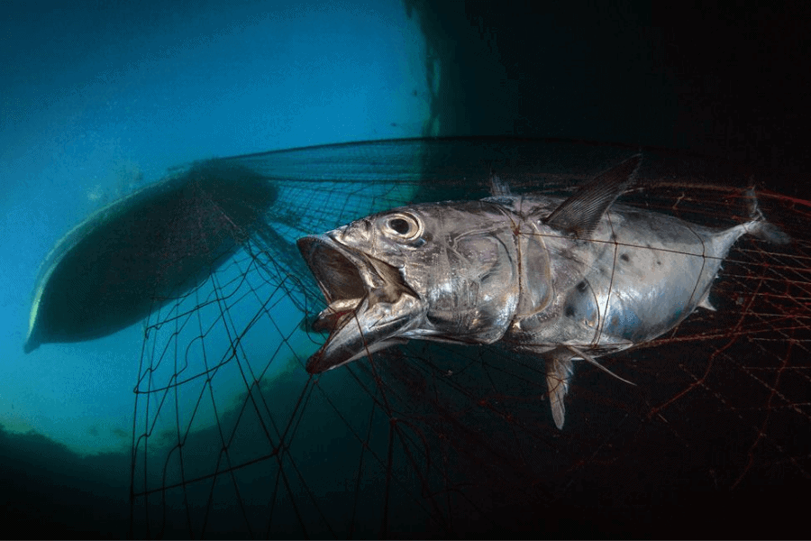 image Estas son las mejores fotografías de la vida submarina elegidas en el concurso Fotógrafo Submarino del Año 3 1