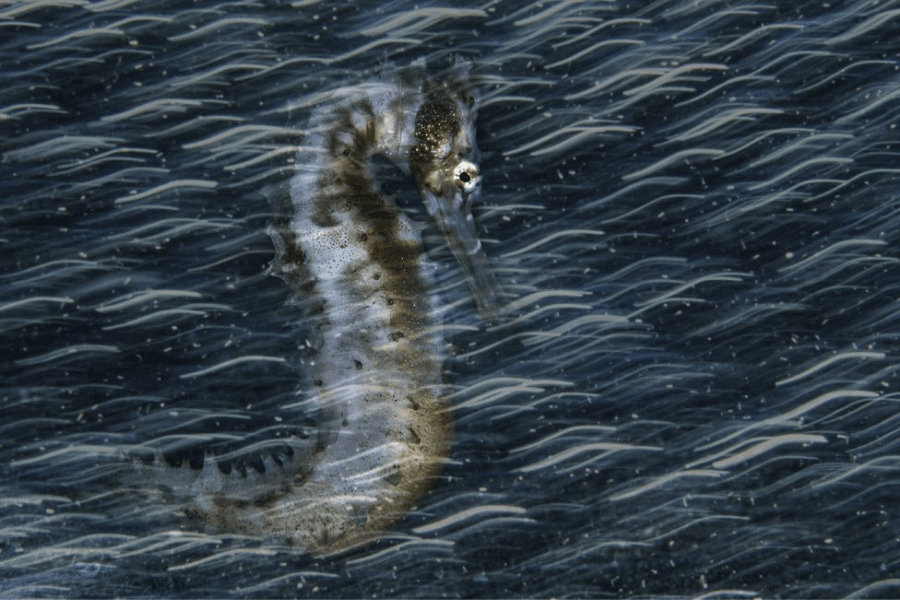 image Estas son las mejores fotografías de la vida submarina elegidas en el concurso Fotógrafo Submarino del Año 5 1