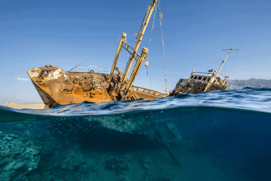 image Estas son las mejores fotografías de la vida submarina elegidas en el concurso Fotógrafo Submarino del Año 7 1