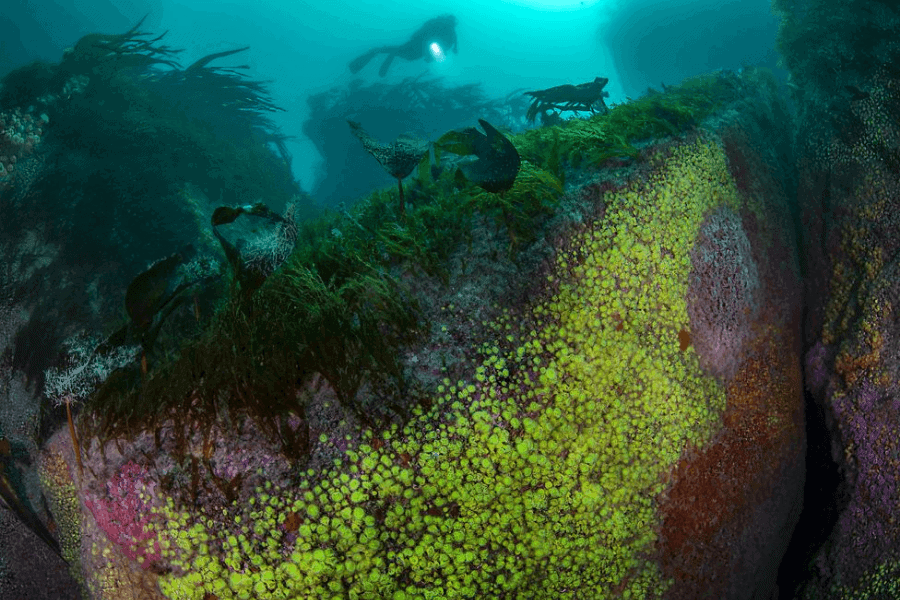 image Estas son las mejores fotografías de la vida submarina elegidas en el concurso Fotógrafo Submarino del Año 9 1