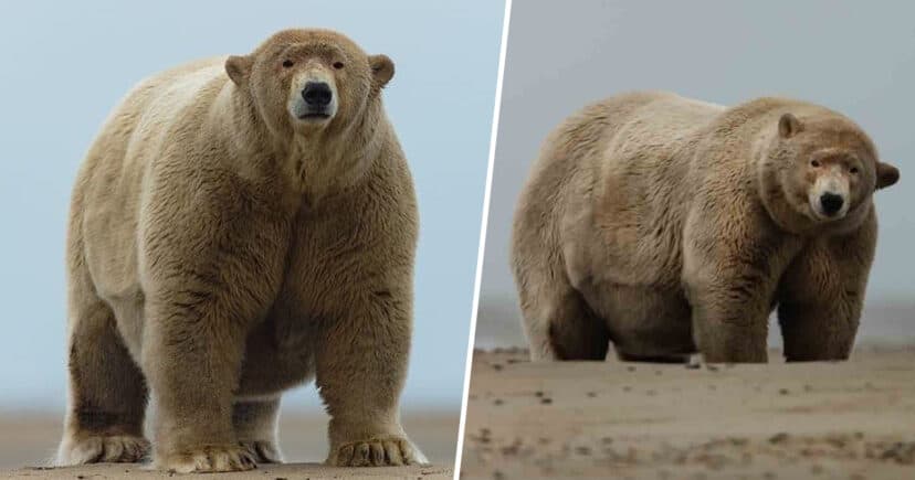 Oso polar con sobrepeso es apodado como 'Fat Albert'