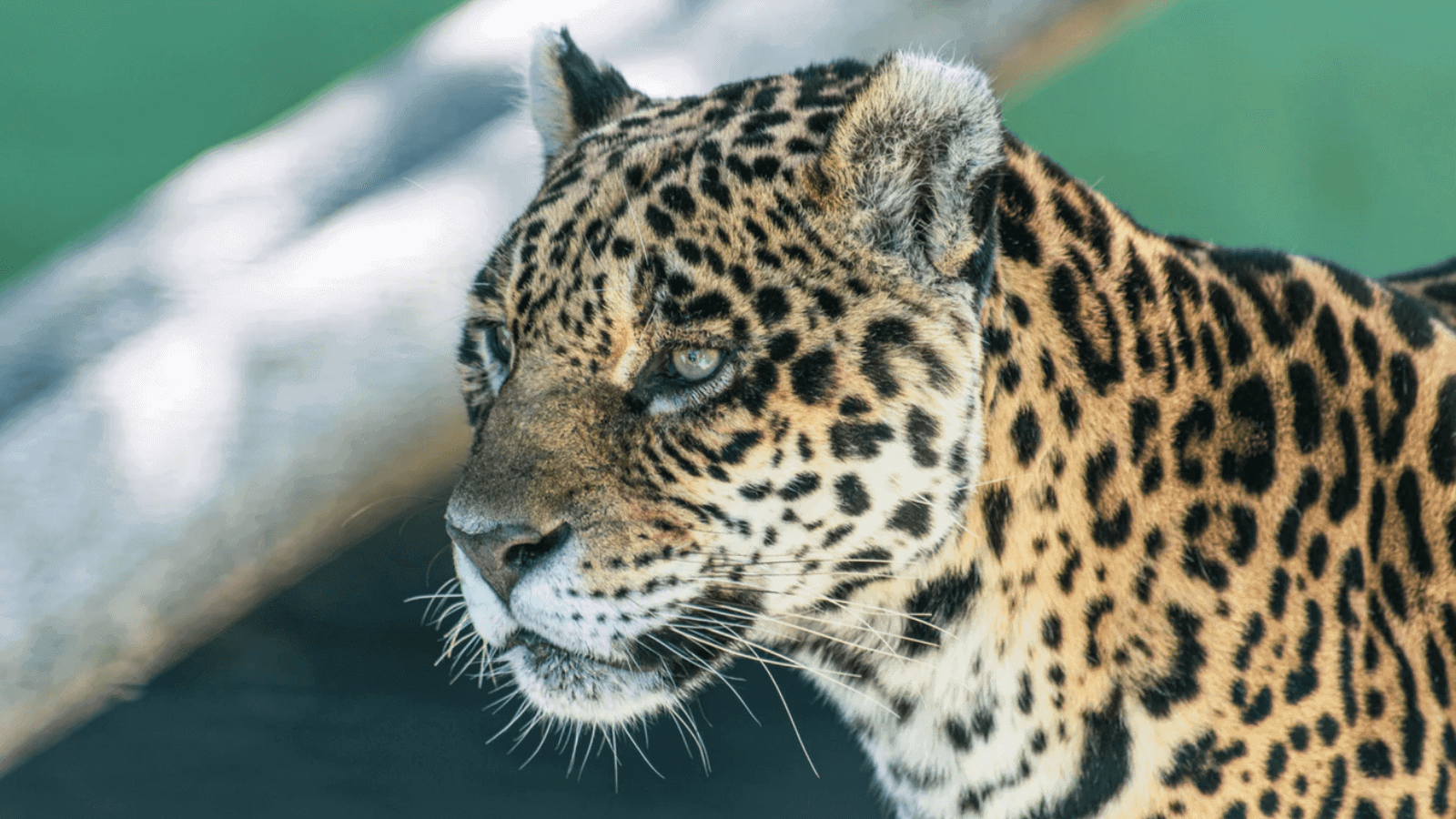 Países de América Latina buscan declarar al jaguar bajo la máxima protección para conservar la especie 1