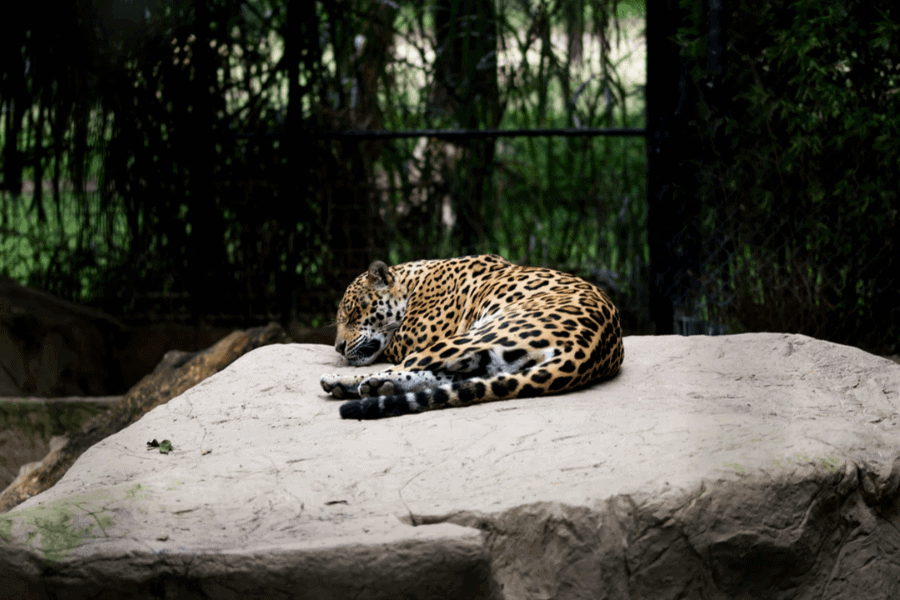 image Países de América Latina declararon al jaguar bajo la máxima protección para conservar la especie 2