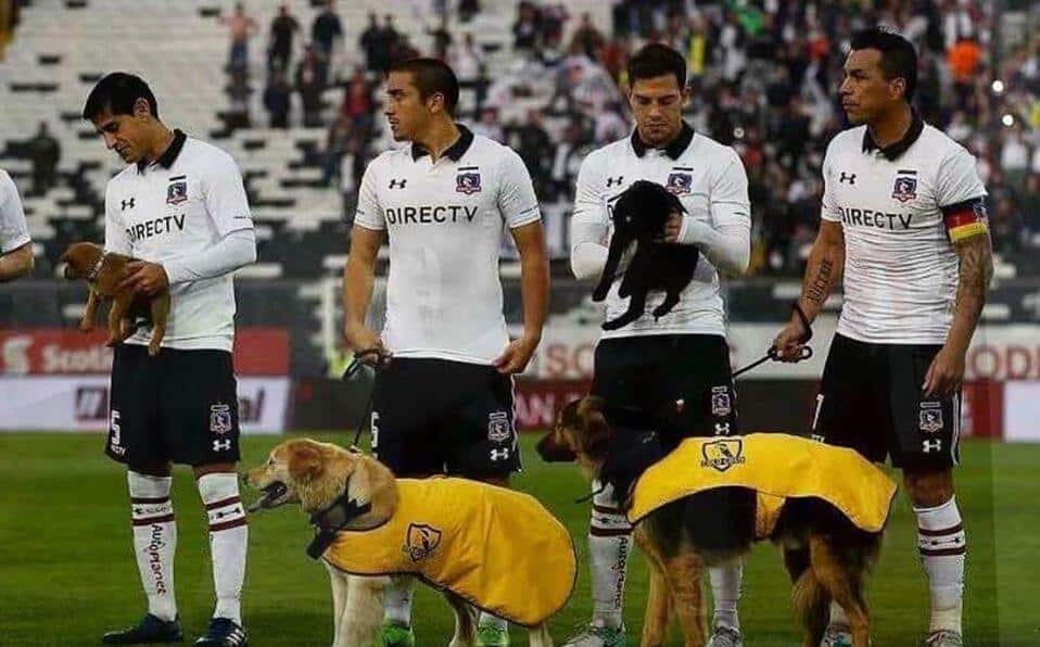 image colo colo salio cancha cachorros