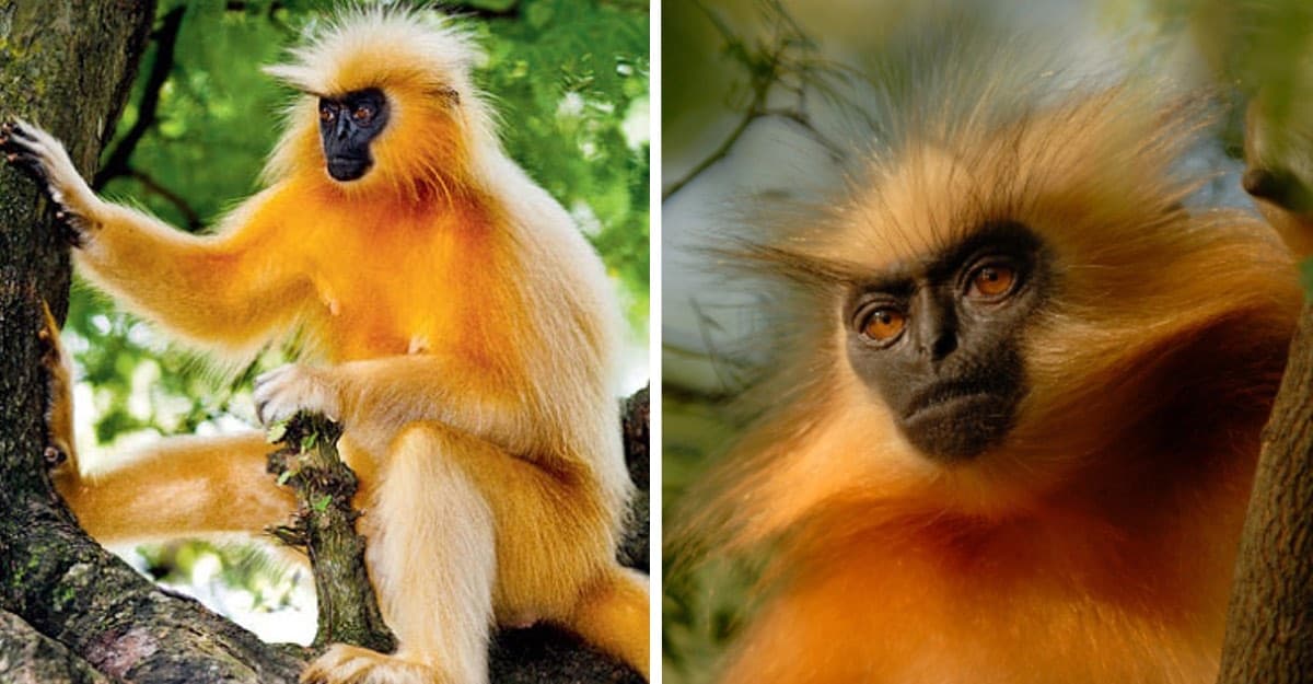 langur